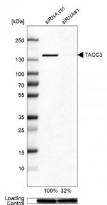 Anti-TACC3 antibody produced in rabbit HPA005781-100UL