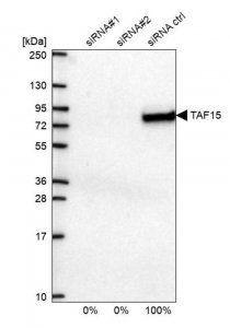 Anti-TAF15 antibody produced in rabbit 