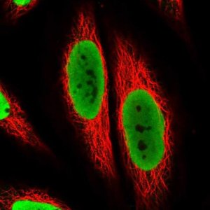 Anti-TAF15 antibody produced in rabbit 