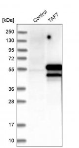 Anti-TAF7 antibody produced in rabbit HPA006429-100UL