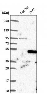 Anti-TAF8 antibody produced in rabbit HPA031730-100UL