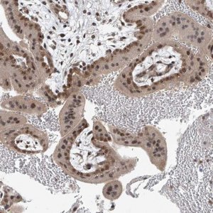 Anti-TAF8 antibody produced in rabbit HPA031730-100UL