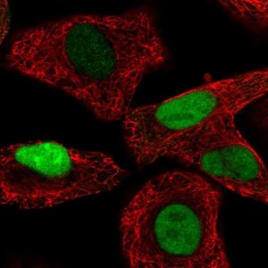 Anti-TALDO1 antibody produced in rabbit HPA048089-100UL