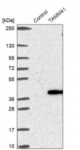 Anti-TAMM41 antibody produced in rabbit 