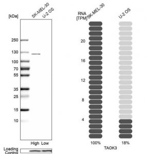Anti-TAOK3 antibody produced in rabbit 