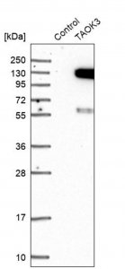 Anti-TAOK3 antibody produced in rabbit 