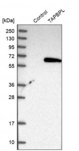 Anti-TAPBPL antibody produced in rabbit 