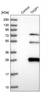 Anti-TASP1 antibody produced in rabbit 