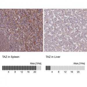 Anti-TAZ antibody produced in rabbit 