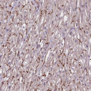 Anti-TAZ antibody produced in rabbit 