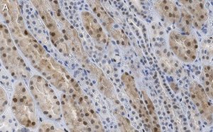 Anti-TAZ Antibody, clone 1M19 ZooMAb Rabbit Monoclonal 