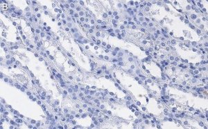 Anti-TAZ Antibody, clone 1M19 ZooMAb Rabbit Monoclonal 