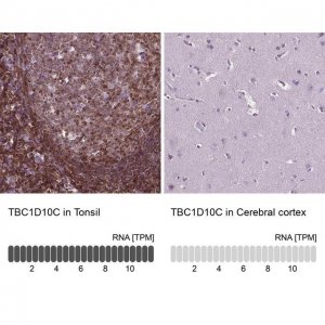 Anti-TBC1D10C antibody produced in rabbit 