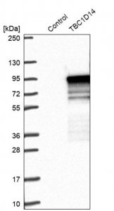 Anti-TBC1D14 antibody produced in rabbit 