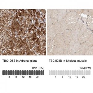 Anti-TBC1D8B antibody produced in rabbit 