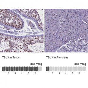 Anti-TBL3 antibody produced in rabbit 