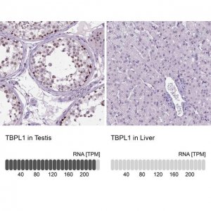 Anti-TBPL1 antibody produced in rabbit 