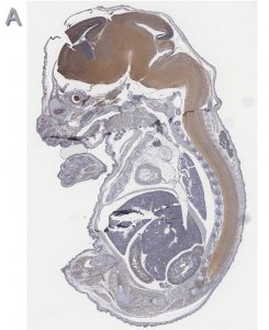 Anti-Tbr2 Antibody, clone 3M12, ZooMAb Rabbit Monoclonal 