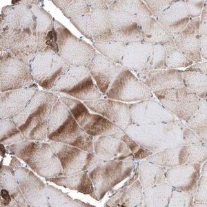 Anti-TCAP antibody produced in rabbit 