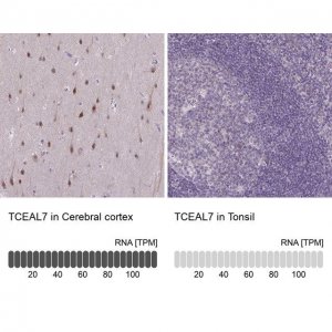 Anti-TCEAL7 antibody produced in rabbit 