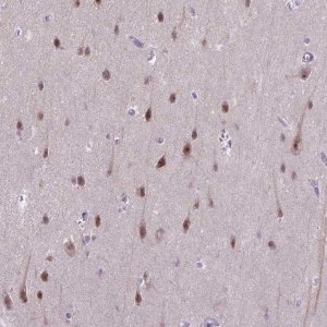 Anti-TCEAL7 antibody produced in rabbit 
