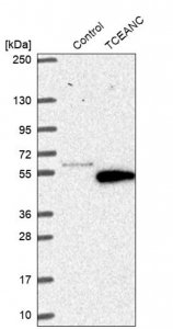 Anti-TCEANC antibody produced in rabbit 