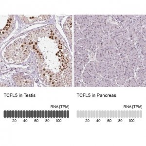 Anti-TCFL5 antibody produced in rabbit 