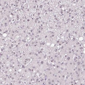 Anti-TCFL5 antibody produced in rabbit 