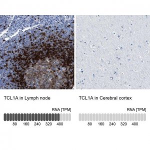 Anti-TCL1A antibody produced in rabbit 