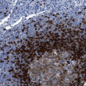 Anti-TCL1A antibody produced in rabbit 