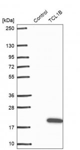 Anti-TCL1B antibody produced in rabbit 