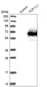 Anti-TCP11L1 antibody produced in rabbit HPA005769-100UL