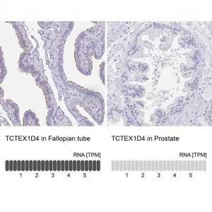 Anti-TCTEX1D4 antibody produced in rabbit 