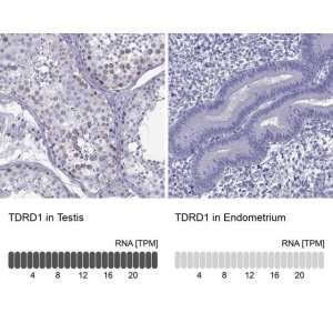 Anti-TDRD1 antibody produced in rabbit 
