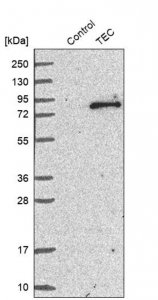 Anti-TEC antibody produced in rabbit 
