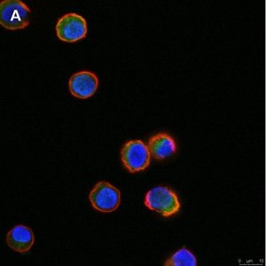 Anti-Tec Antibody, clone 19M23, ZooMAb Rabbit Monoclonal 