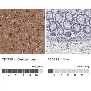 Anti-TECPR2 antibody produced in rabbit 