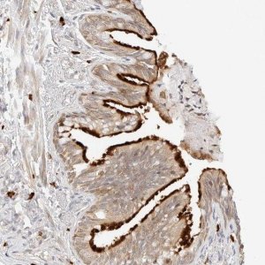 Anti-TEKT2 antibody produced in rabbit 