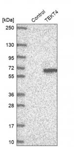 Anti-TEKT4 antibody produced in rabbit 