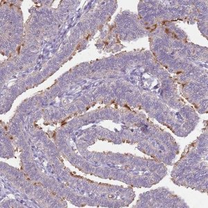 Anti-TEKT4 antibody produced in rabbit 