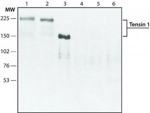 Anti-Tensin 1 (internal) antibody produced in rabbit SAB4200298-200UL