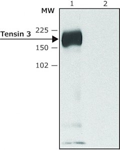 Anti-Tensin 3 (C-terminal) antibody produced in rabbit 