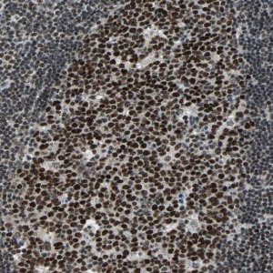 Anti-TERF2IP antibody produced in rabbit 