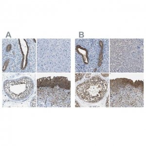 Anti-TES antibody produced in rabbit 