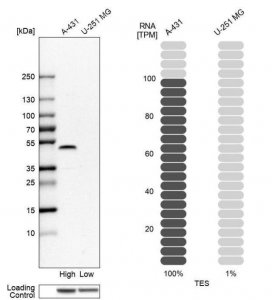 Anti-TES antibody produced in rabbit 