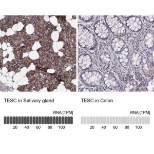 Anti-TESC antibody produced in rabbit 