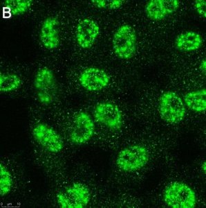 Anti-TET2 Antibody, clone 4L14 ZooMAb Rabbit Monoclonal 