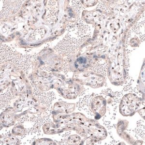 Anti-TET3 antibody produced in rabbit 
