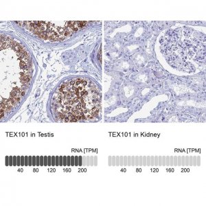 Anti-TEX101 antibody produced in rabbit 