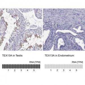 Anti-TEX13A 
